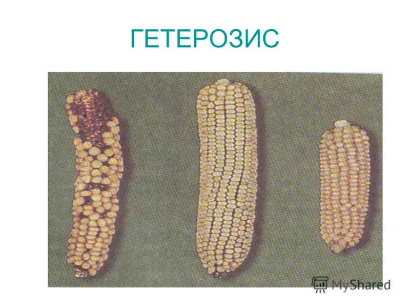 Гетерозис – суть явления. гетерозис у животных и растений > лаборатория фитоинвазий