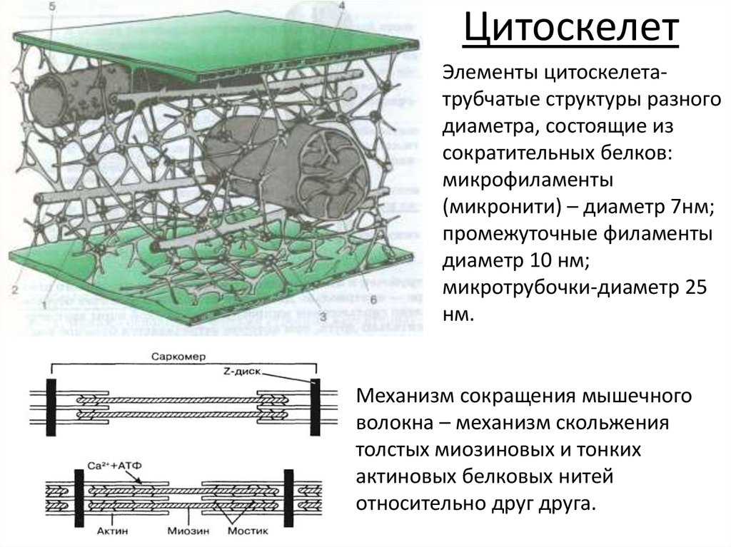 § 12. гиалоплазма. цитоскелет. немембранные органоиды: гиалоплазма. цитоскелет