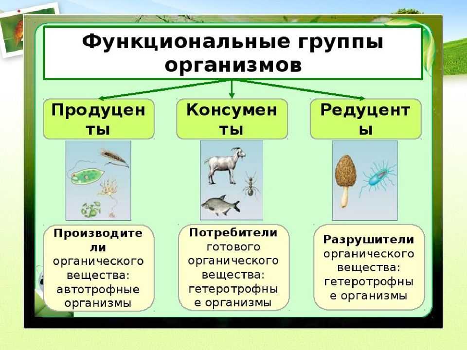 Основные биотические факторы среды — примеры и их влияние на живые организмы