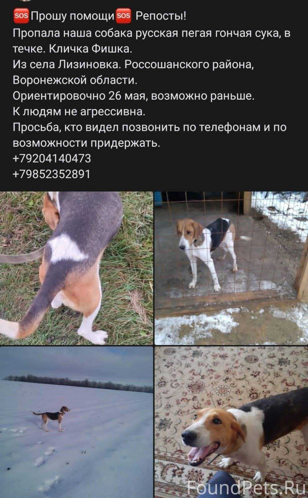 Язык гончатников | изцаревщины.рф