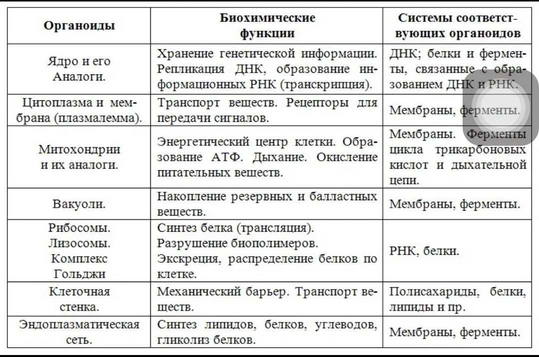 Строение и функции клетки человека: почему они важны для здоровья - больницы саратова, клиники саратова, поликлиники саратова, стоматологии саратова