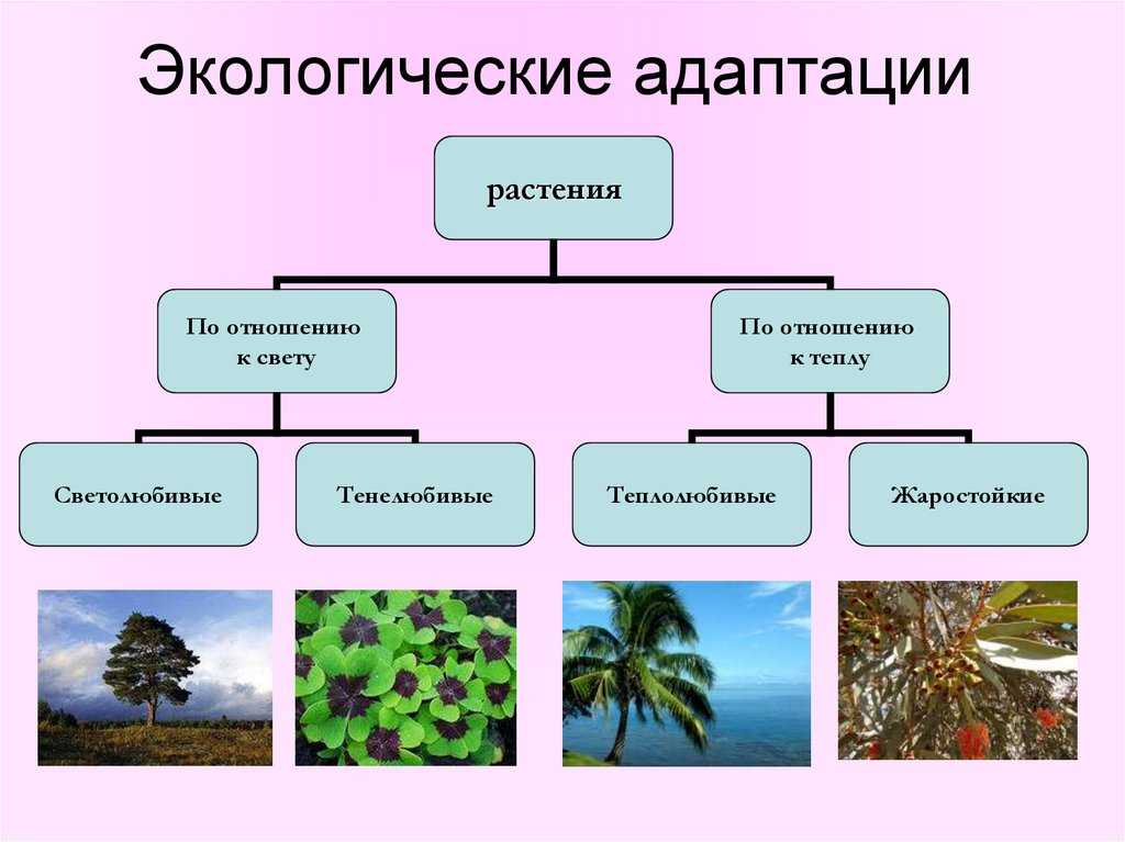 Как организмы приспосабливаются к своей среде: удивительные адаптации в мире животных и растений