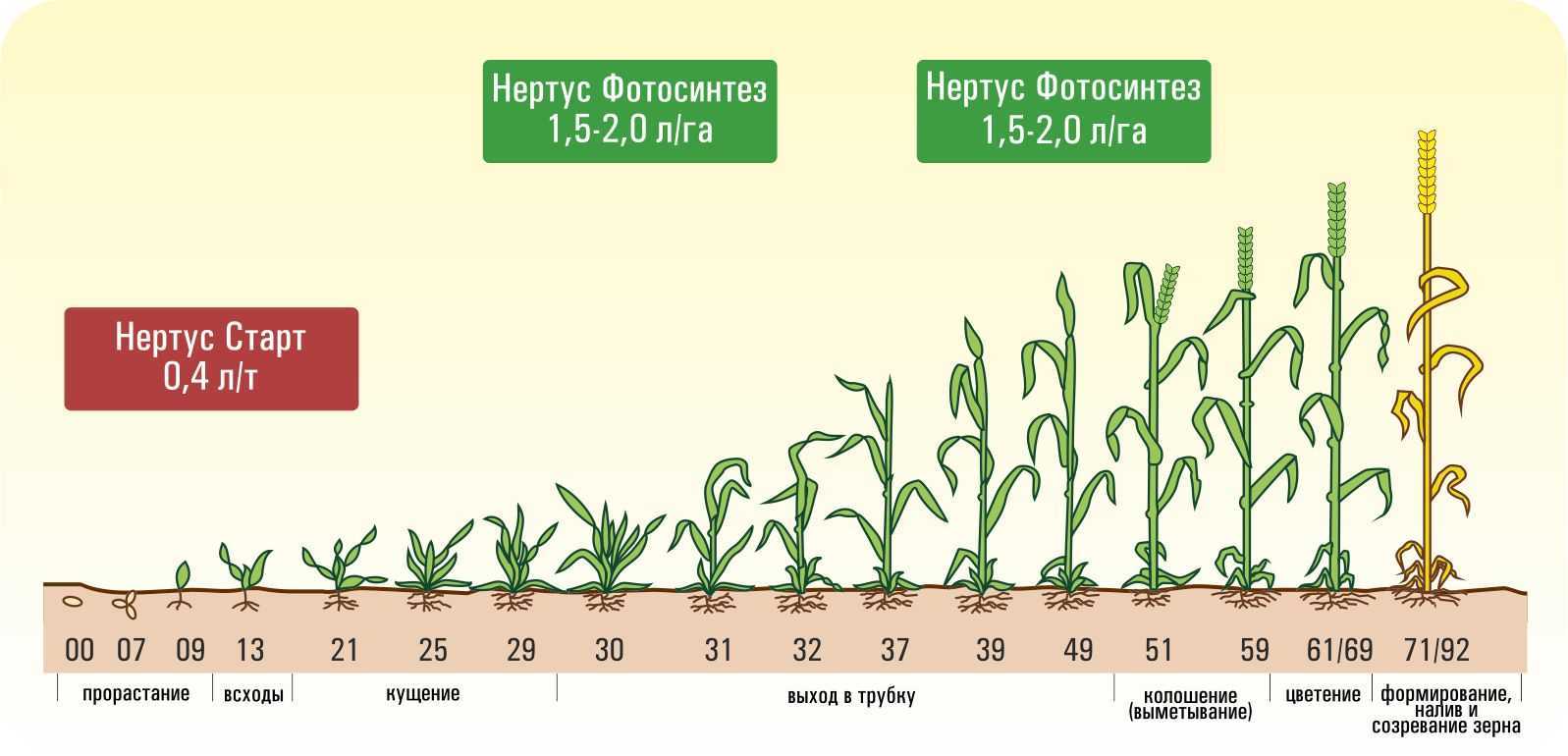 Фазы роста зерновых культур и их характеристика