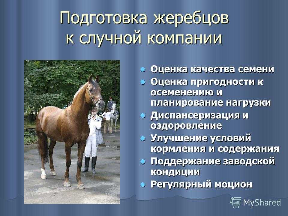 Содержание лошадей в домашних условиях | мои лошадки