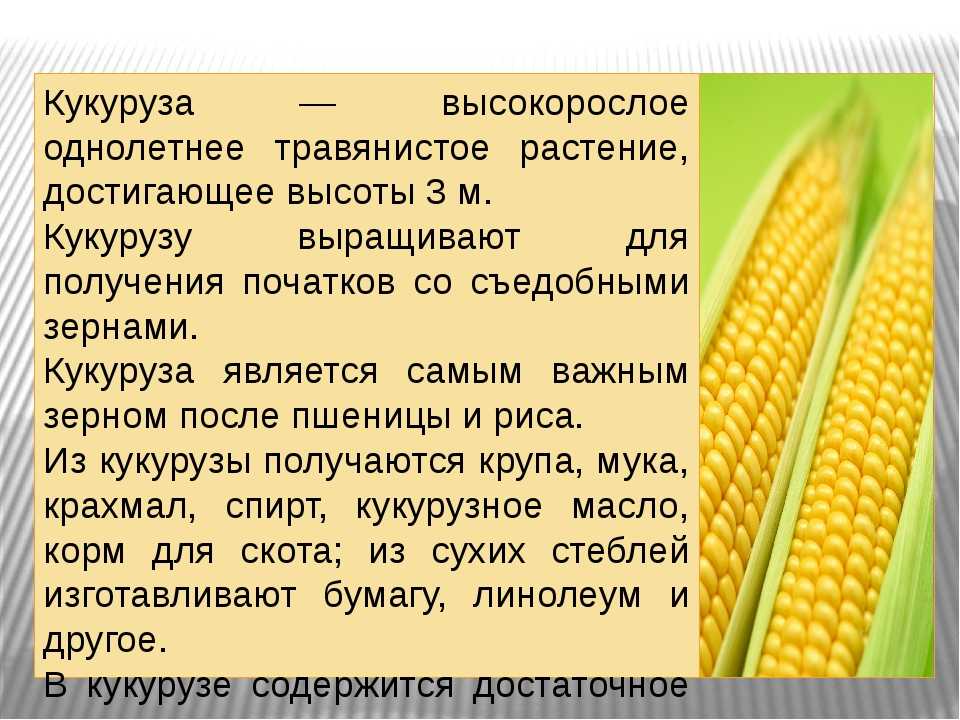 Происхождение кукурузы и ее ботаническая характеристика (3. ф. балюра, кандидат сельскохозяйственных наук) [1955 бурлакова н.м. - кукуруза в новых районах]