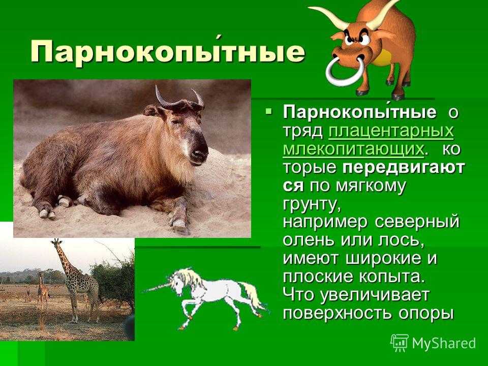 Сколько видов копытных?