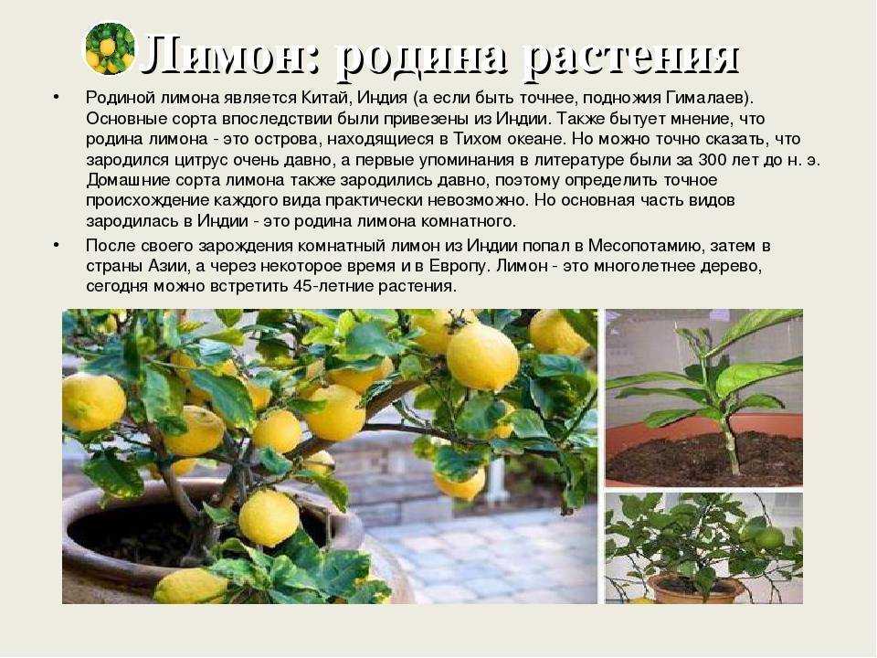 Как ухаживать за лимоном, растущим в домашних условиях в горшке