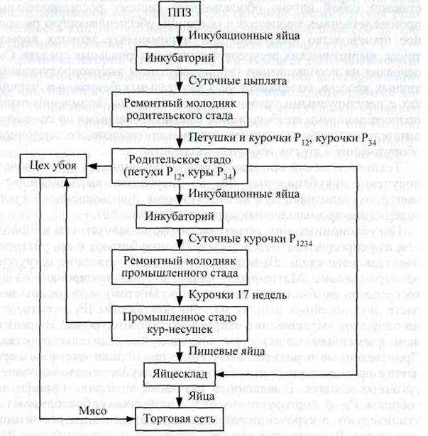 Технология производства яиц. реферат. сельское хозяйство. 2015-06-01