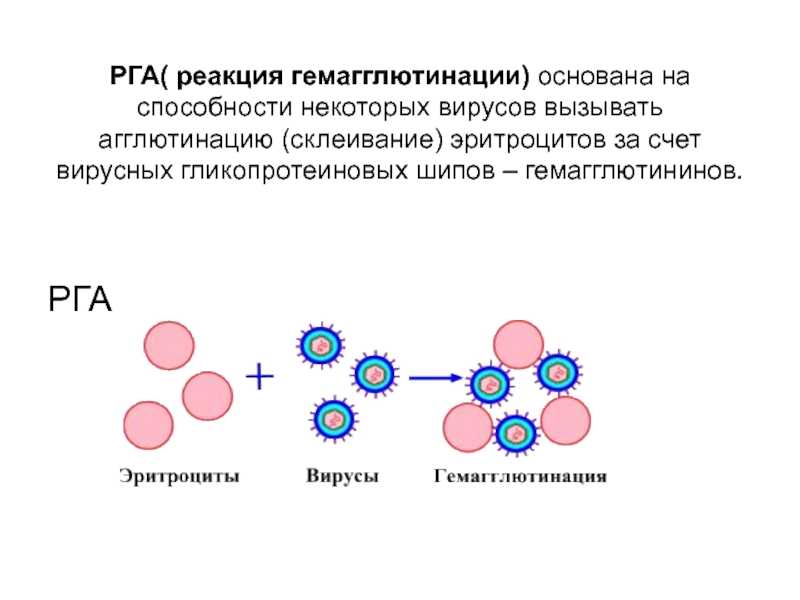Вирусная гемагглютинация и ее торможение практическое применение
