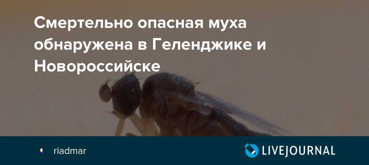 Cубтропические плоды (стр. 3 из 5)