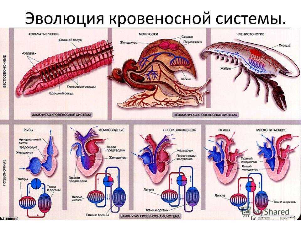 Определение понятия филэмбриогенезы, их типы