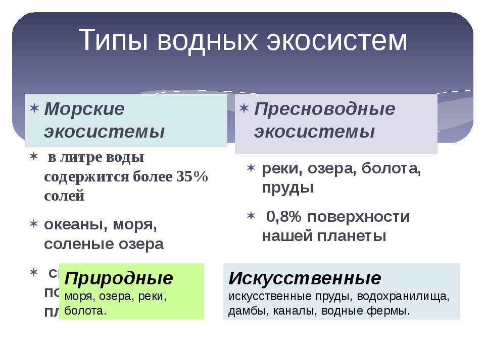 Экологическая система — понятие, суть, типы и уровни