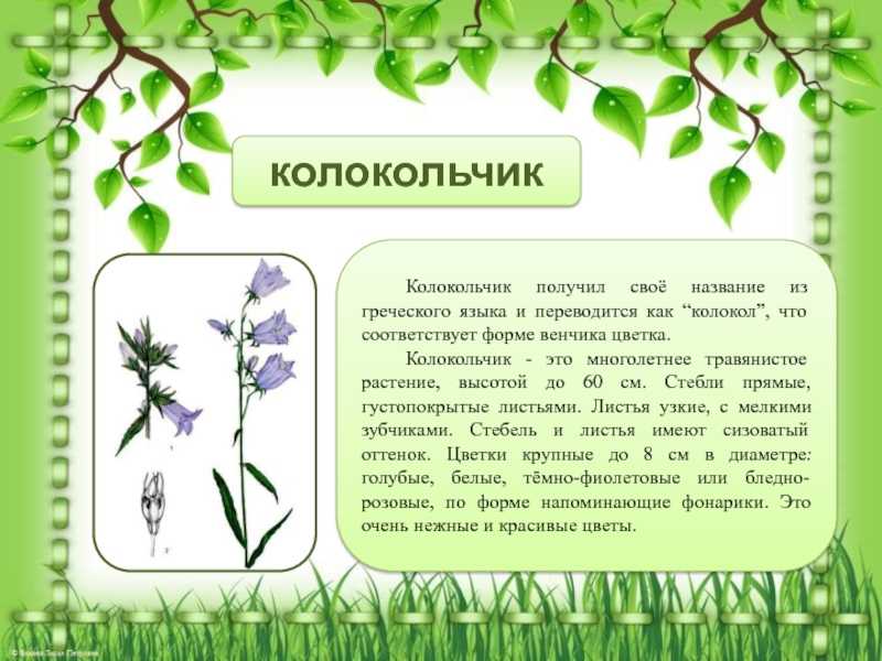 Луговые травы: названия, виды, состав, цветение, краткое описание