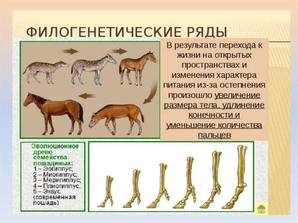 Биогенетический закон