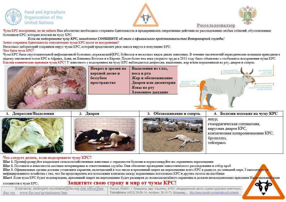 Фасциолез крупного рогатого и мелкого скота: признаки, диагностика и способы лечения