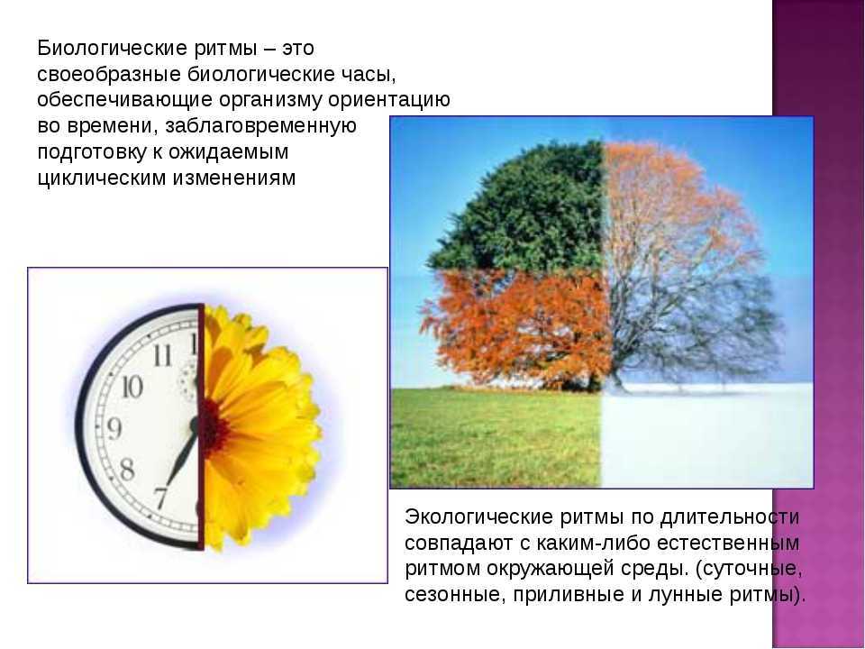 Сезонные изменения в жизни животных в таблице - сайт по биологии