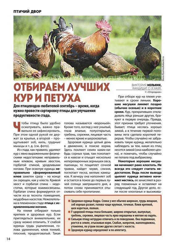 Как определить возраст курицы-несушки по внешнему виду