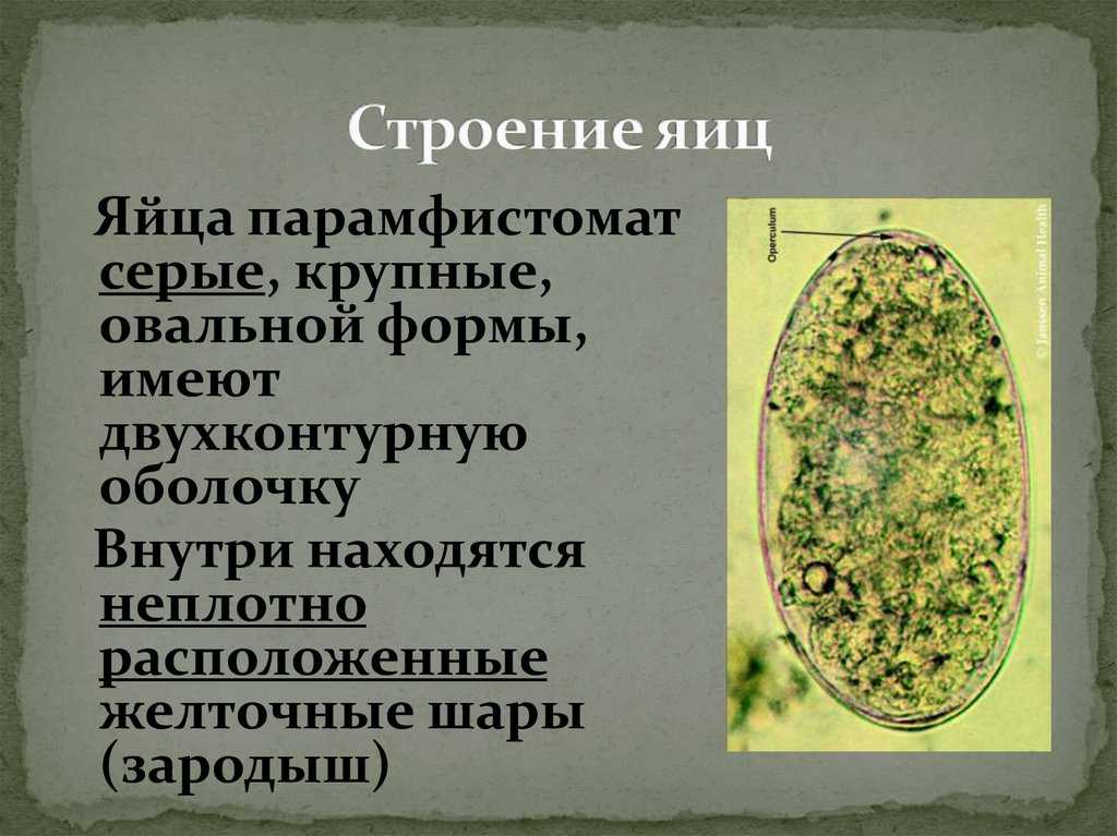 Парамфистоматоз жвачных - paramphistomum cervi у коз и овец