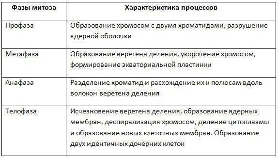 Жизненный цикл клетки. митоз. мейоз