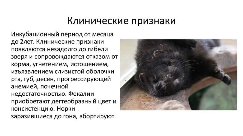 Алеутская болезнь норок реферат