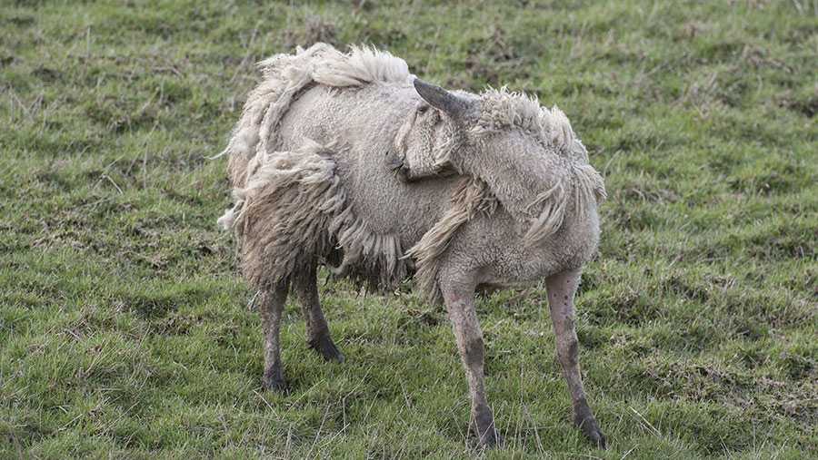 Мелофагоз овец. болезни овец и коз