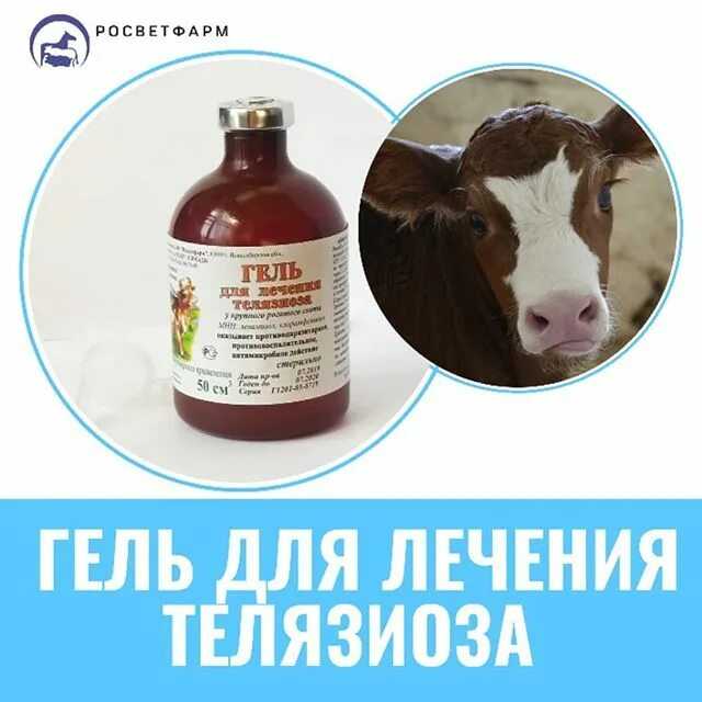 Телязиоз крупного рогатого скота