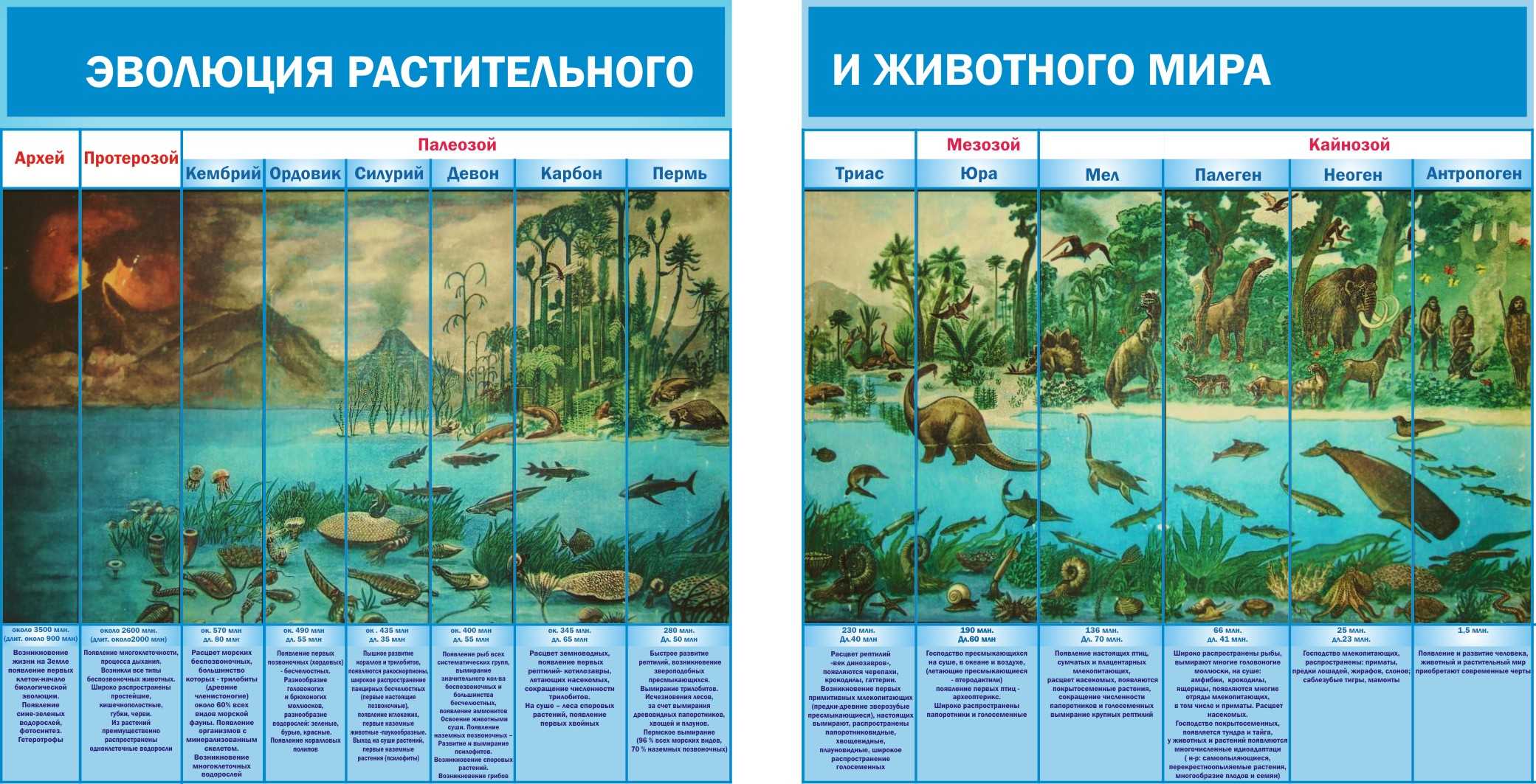 Животное царство