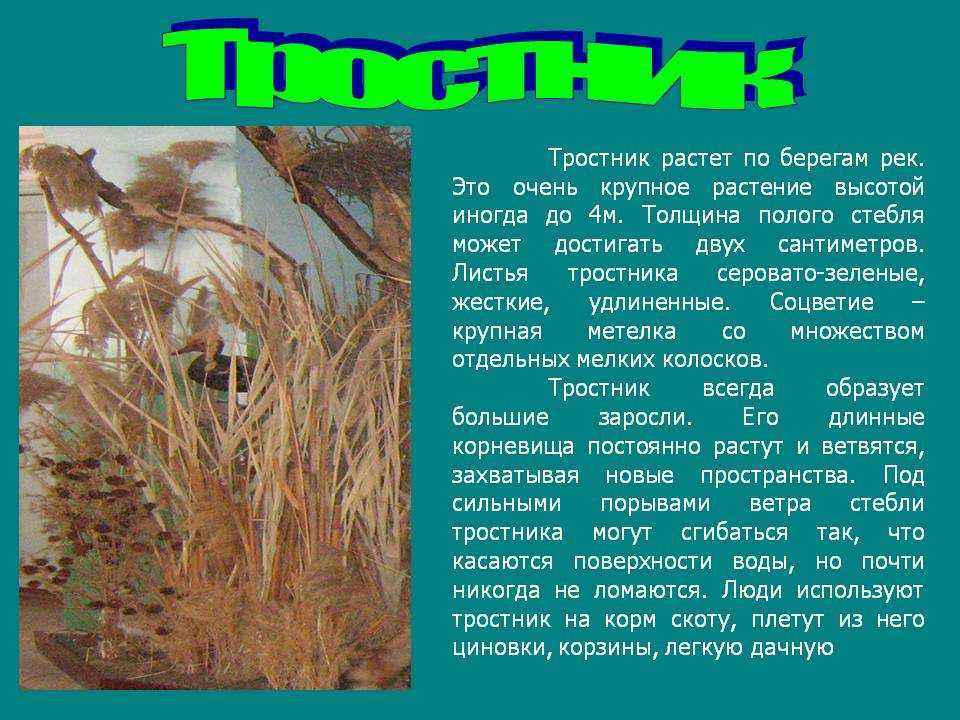 Как легко избавиться от камыша на участке