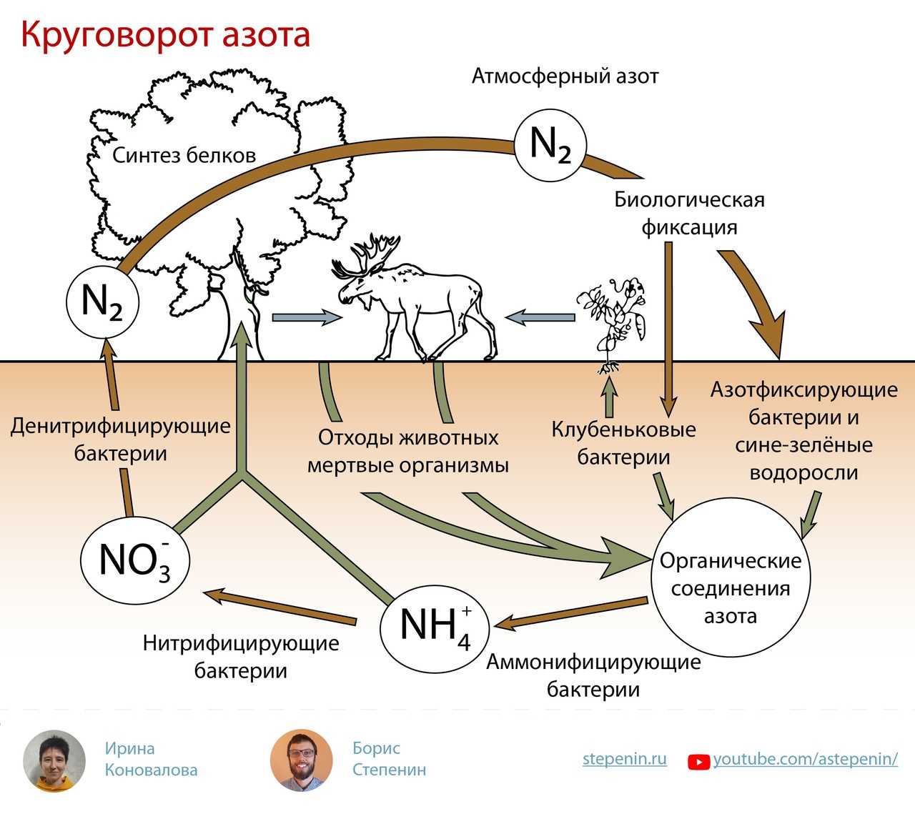 Азот почвы. круговорот азота в природе. биологическое связывание азота микробами-азотфиксаторами