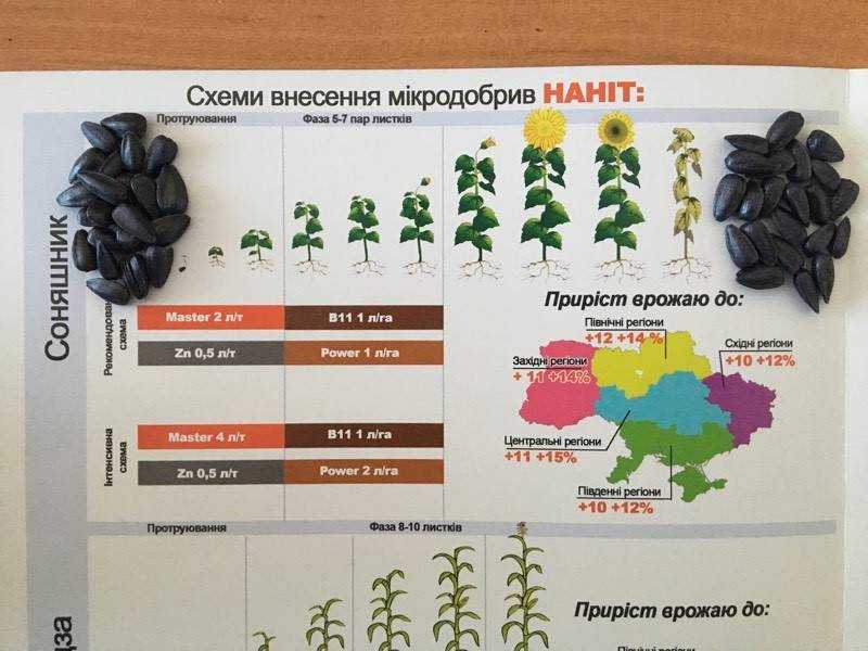 Особенности листовой подкормки и удобрения для подсолнечника