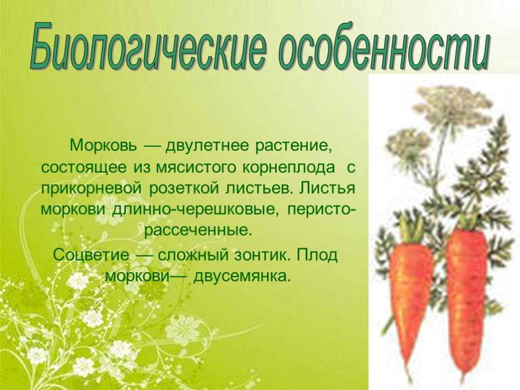 Выращиваем морковь. посадка, уход. свойства, вредители. фото — ботаничка