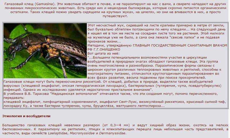 Описание и фото гамазовых клещей