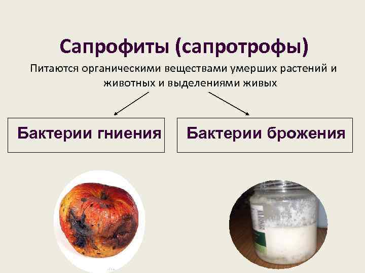 Последовательности биологических процессов