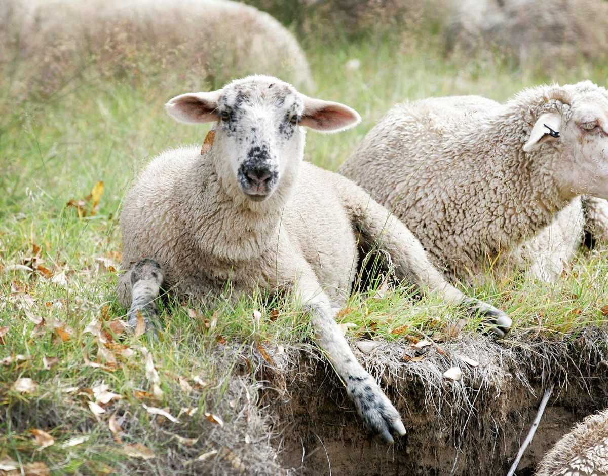 Борьба с мелофагозом овец: исследования специалистов вятской гса — мясная отрасль: статьи и публикации
