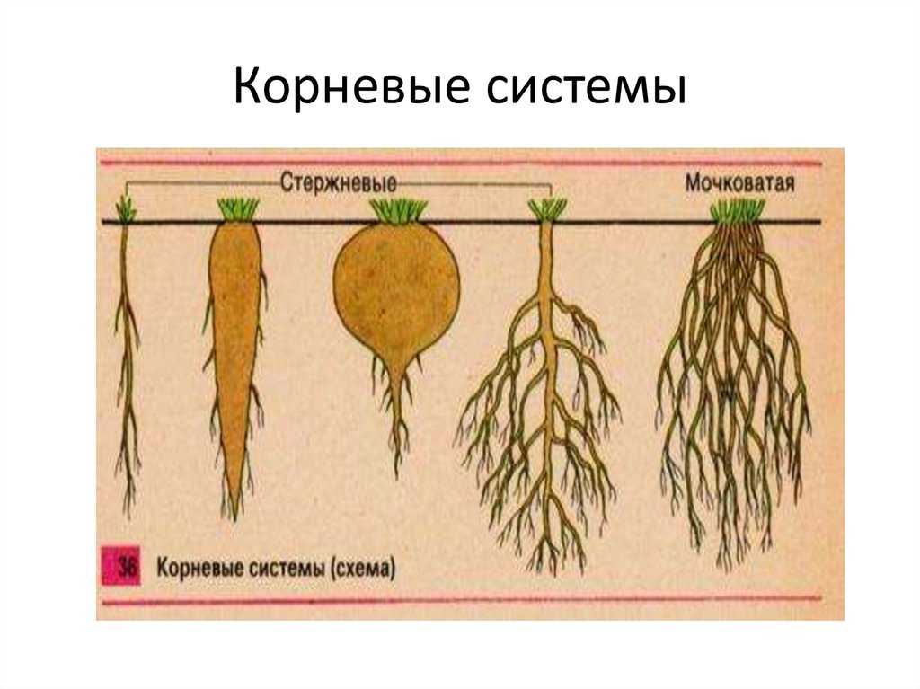 Корневая система. виды корневой системы различных растений