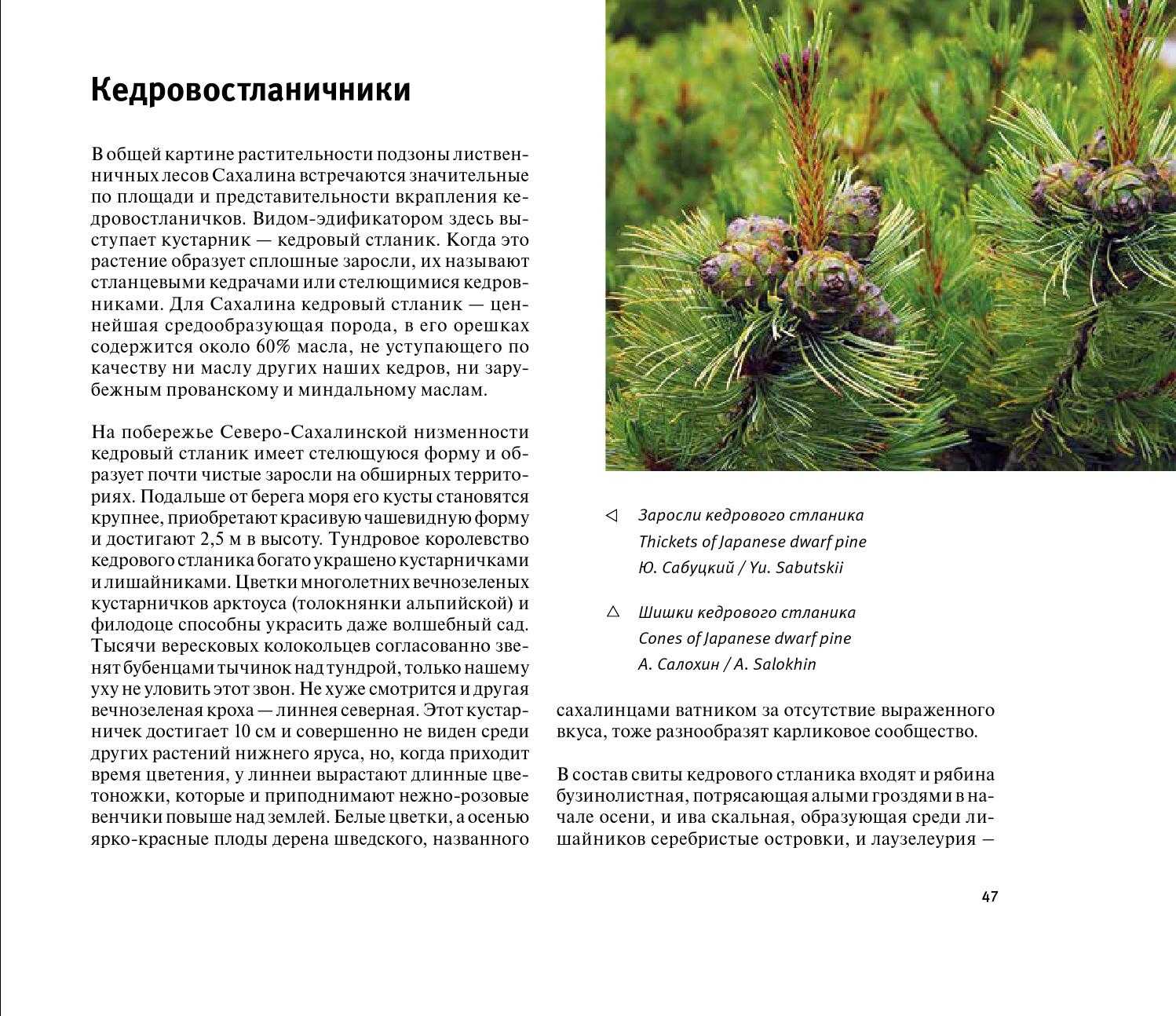 Кедровый стланик: описание, распространение, выращивание, фото
