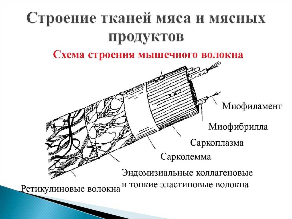 Характеристика тканей мяса - оценка степени свежести мяса мышечная ткань мяса канализация для бани своими руками мужской свитер из хлопка спицами