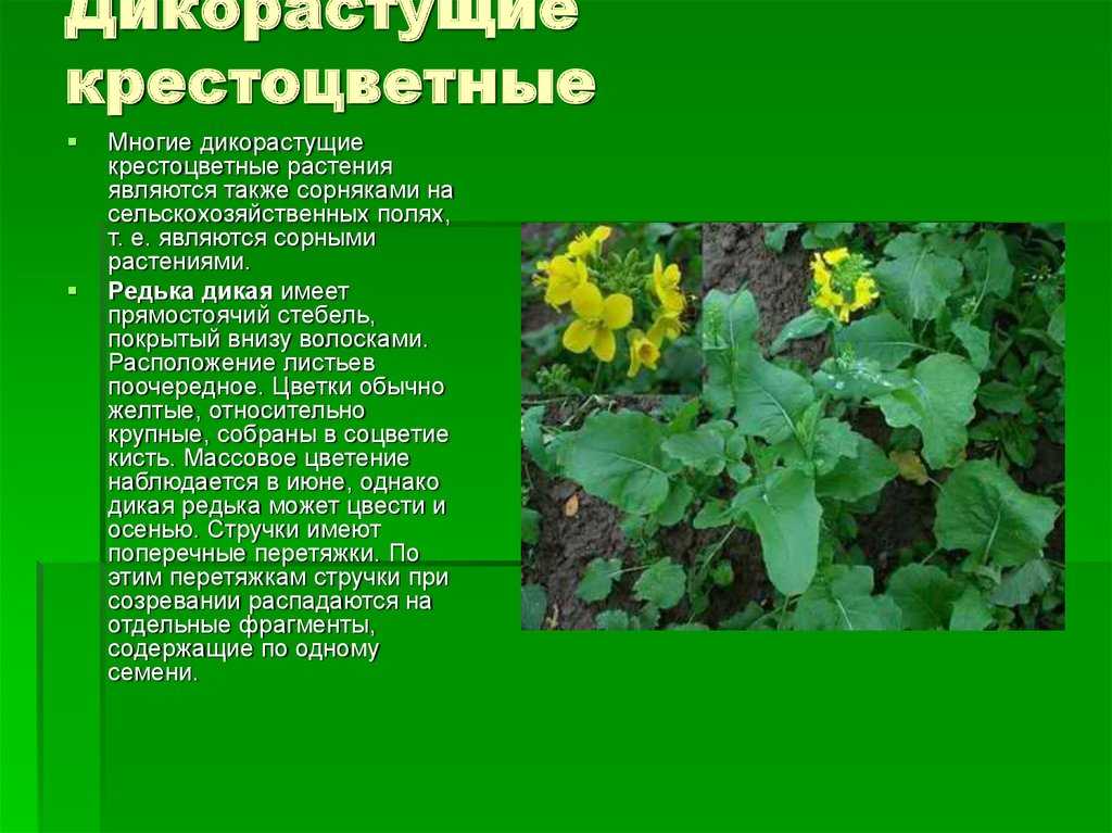 Редька