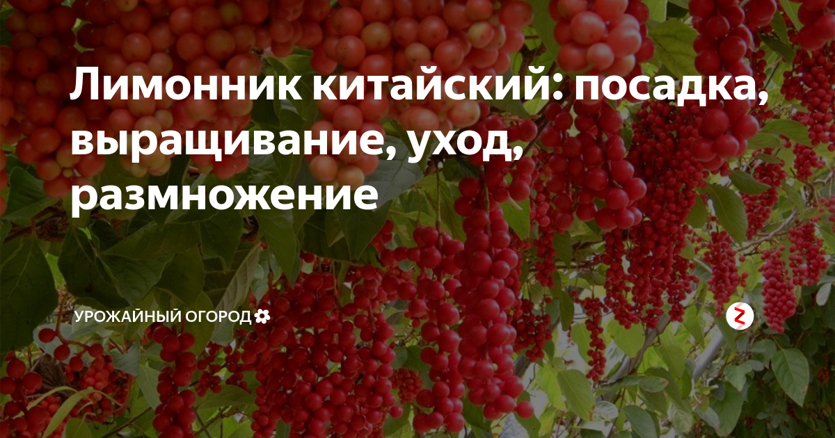 Лимонник дальневосточный - выращивание и уход