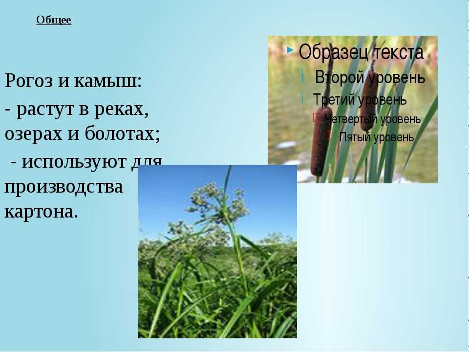 Плетение из камыша для начинающих своими руками с фото и видео