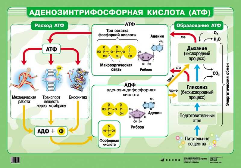Нуклеиновые кислоты в живых организмах