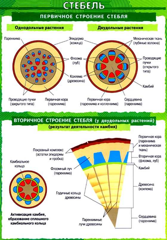 ᐉ анатомические изменения - стеблевые части - roza-zanoza.ru