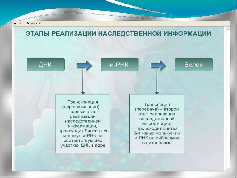 В клетках бактерий днк выглядит как кольцевая молекула или как линейная?