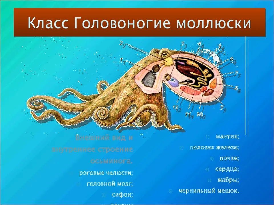 Кальмар моллюск. образ жизни и среда обитания кальмара