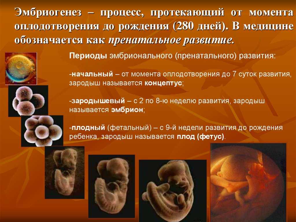 Смелова в. 				 |
						самая сокровенная тайна | газета «биология» № 8/2000