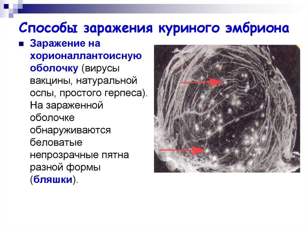 Методические указания по лабораторной диагностике оспы крупного рогатого скота, овец, коз, свиней и верблюдов