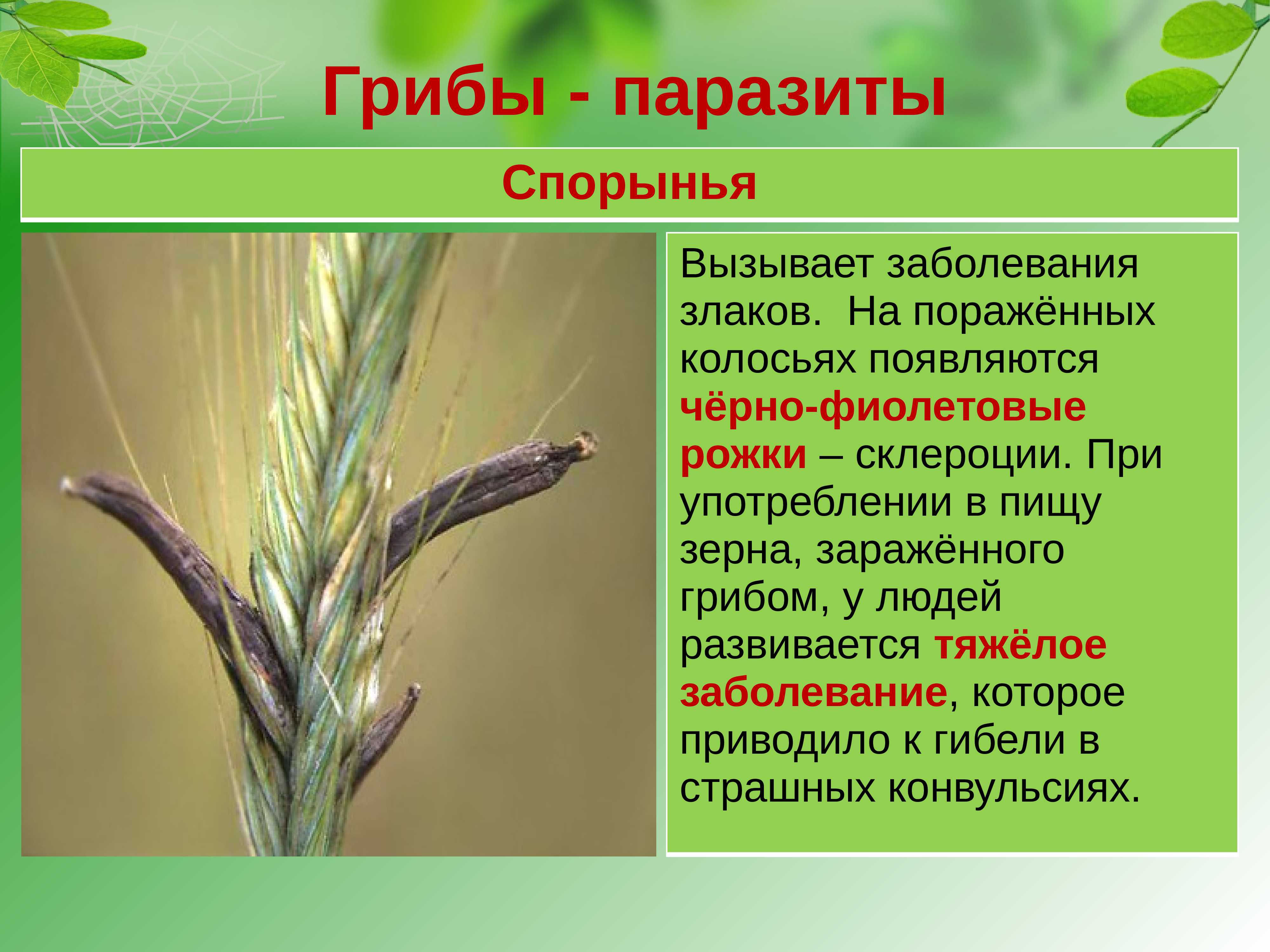 Гриб спорынья – опасный паразит или полезный лекарственный компонент? + видео
