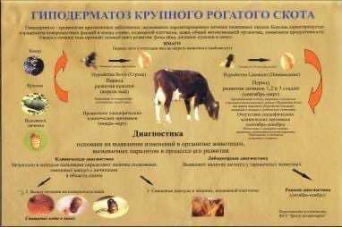 Заболевания крс и их лечение