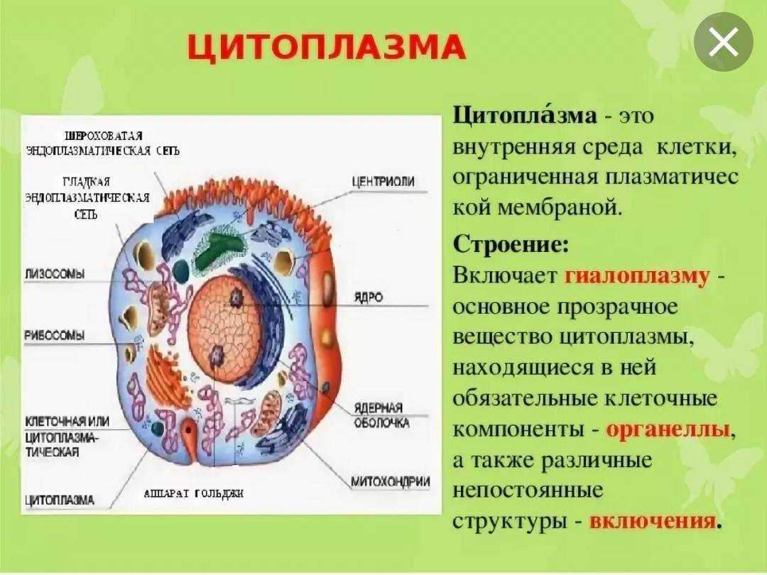 Клетка [1986 гаврилов л.ф., татаринов в.г. - анатомия]