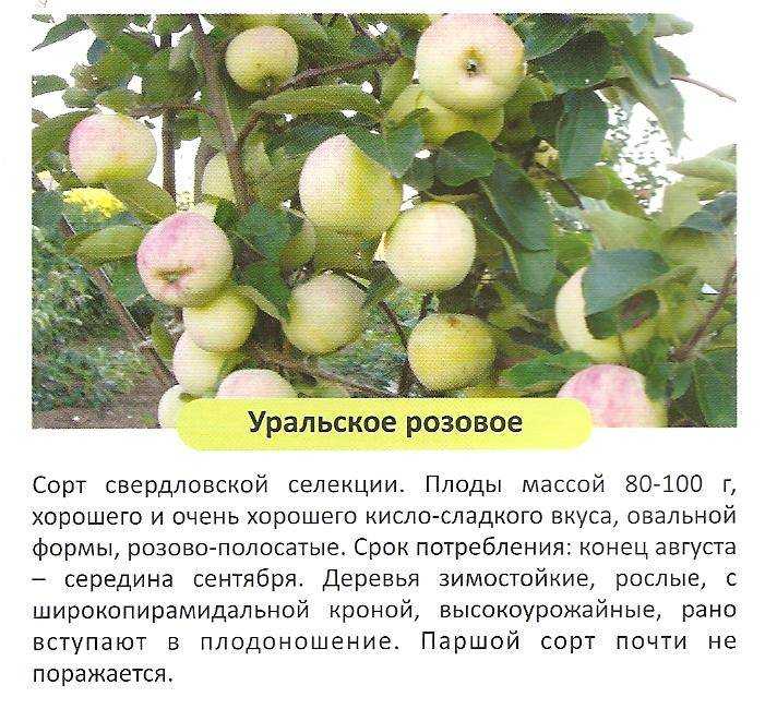 36. организм как биологическая система
                                читать 0 мин.